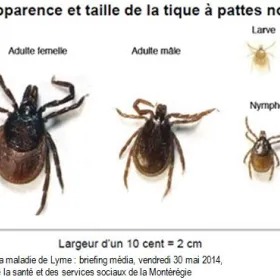 Avant qu'une Tique vous Pique - Santé et Service Sociaux - Québec Avant qu'une Tique vous Pique - Santé et Service Sociaux - Québec